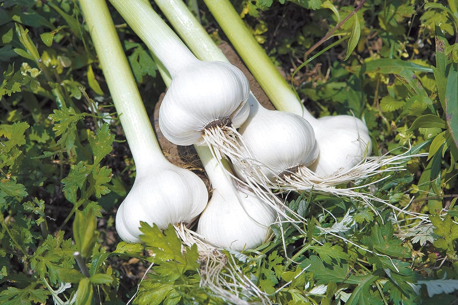 Garlic Egg Yolk Supplement